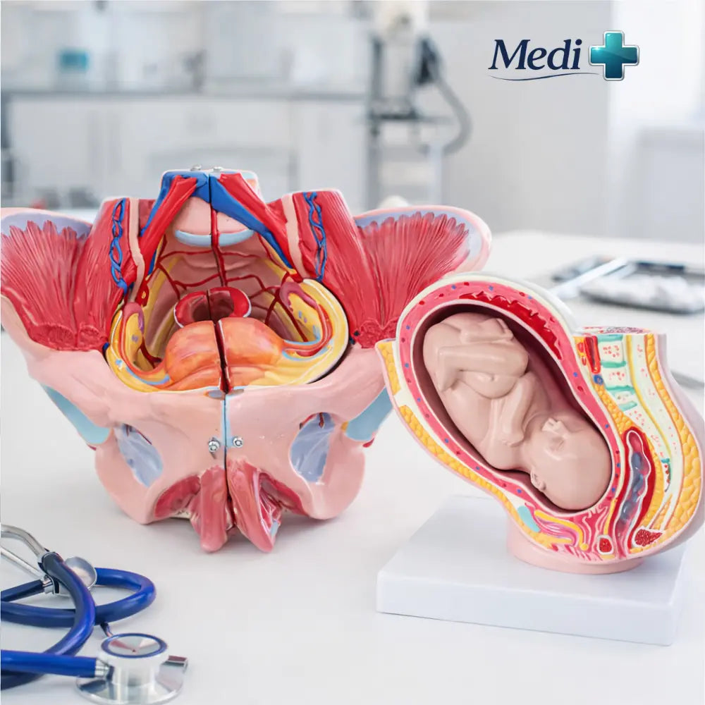 Best Reproductive Anatomy Models for Medical Students UK