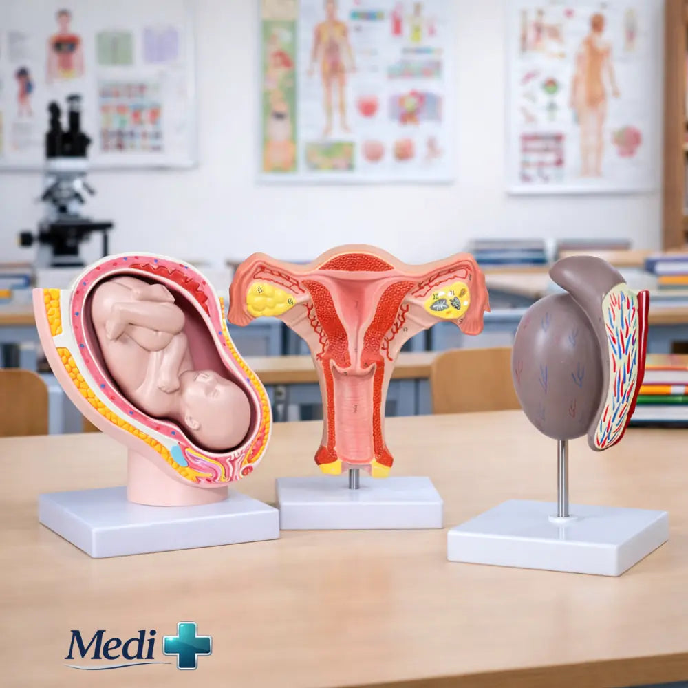Reproductive Anatomy & Medical Training Models