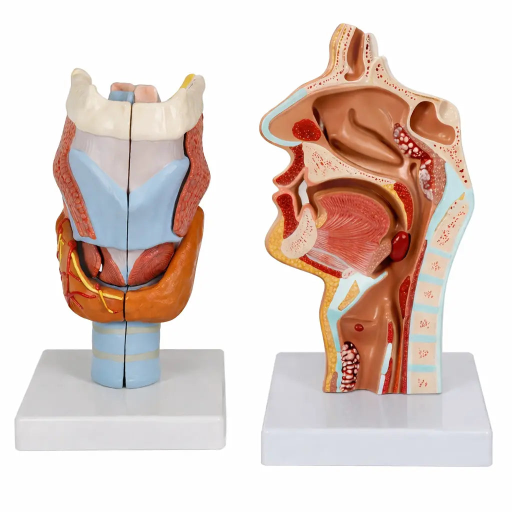 Eye, Ear & Throat Models