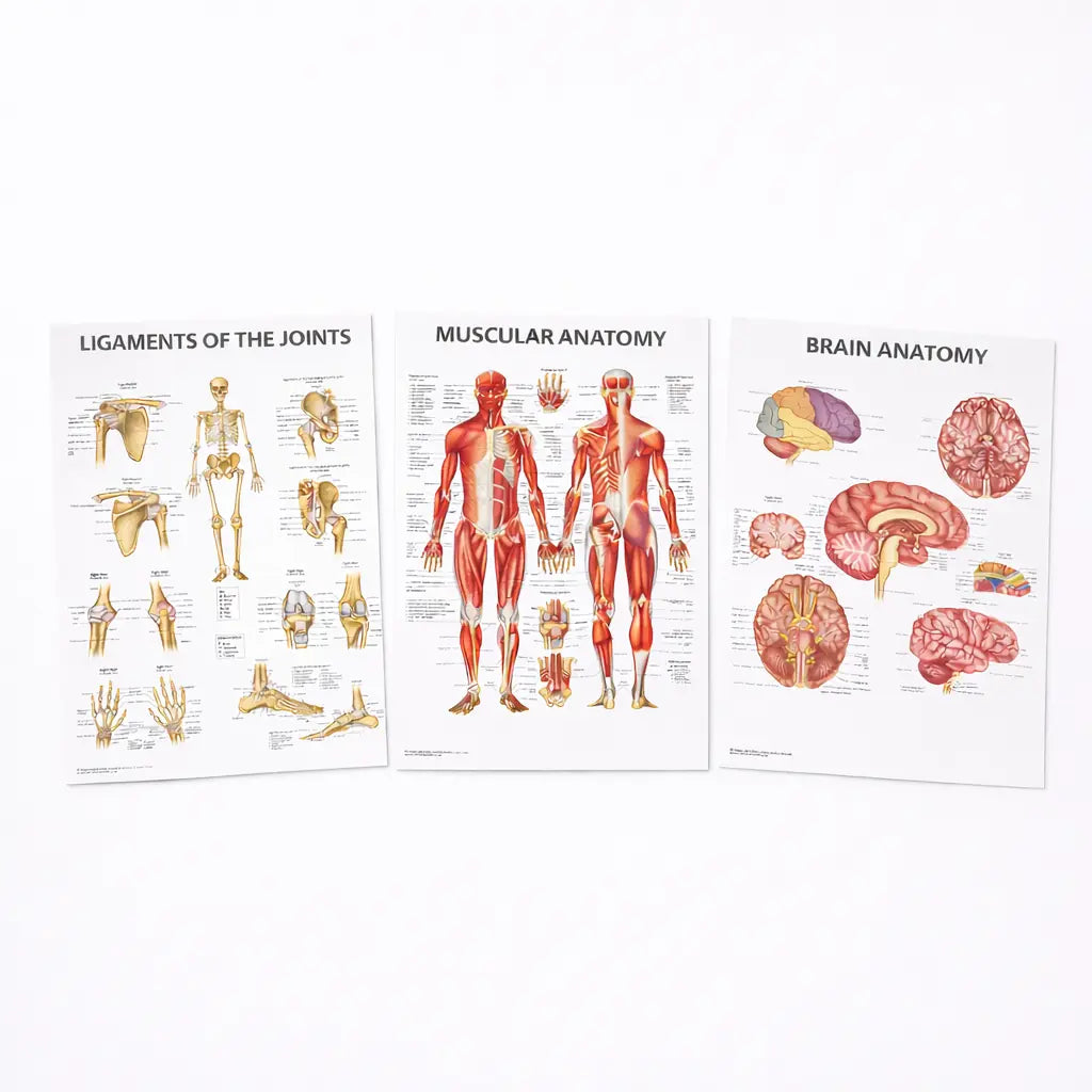 anatomy and physiology courses
