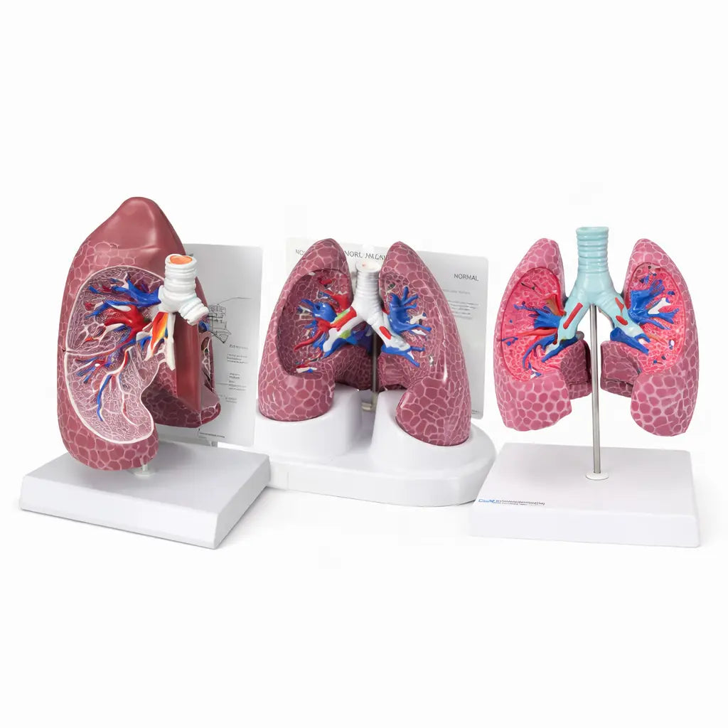 Respiratory System Models | Respiratory System Model, Lung Models ...