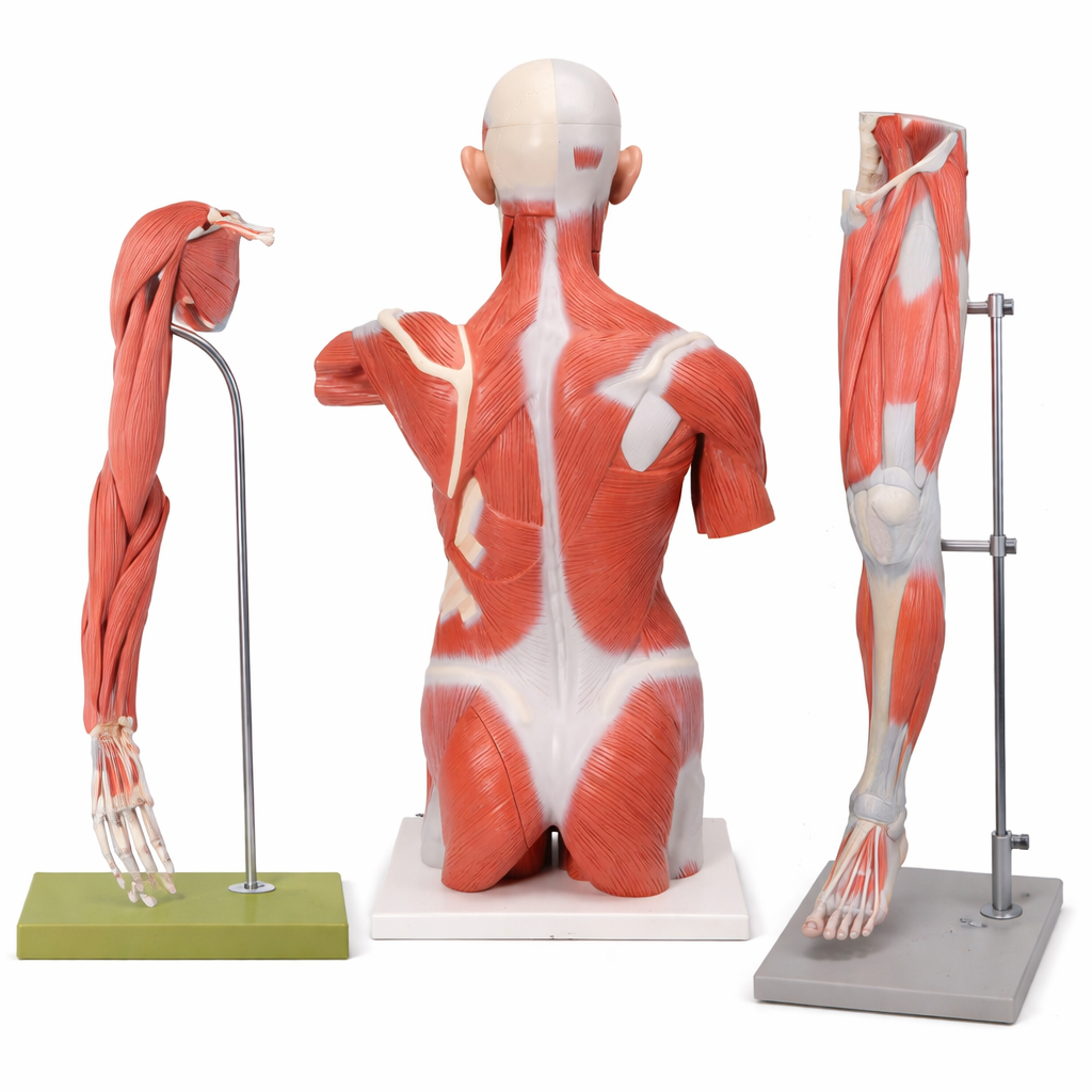 Muscle Example Model Muscular System Models | Muscular System Model, Muscular Model, Muscle ...