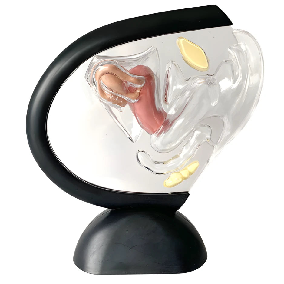 3d human anatomy model
