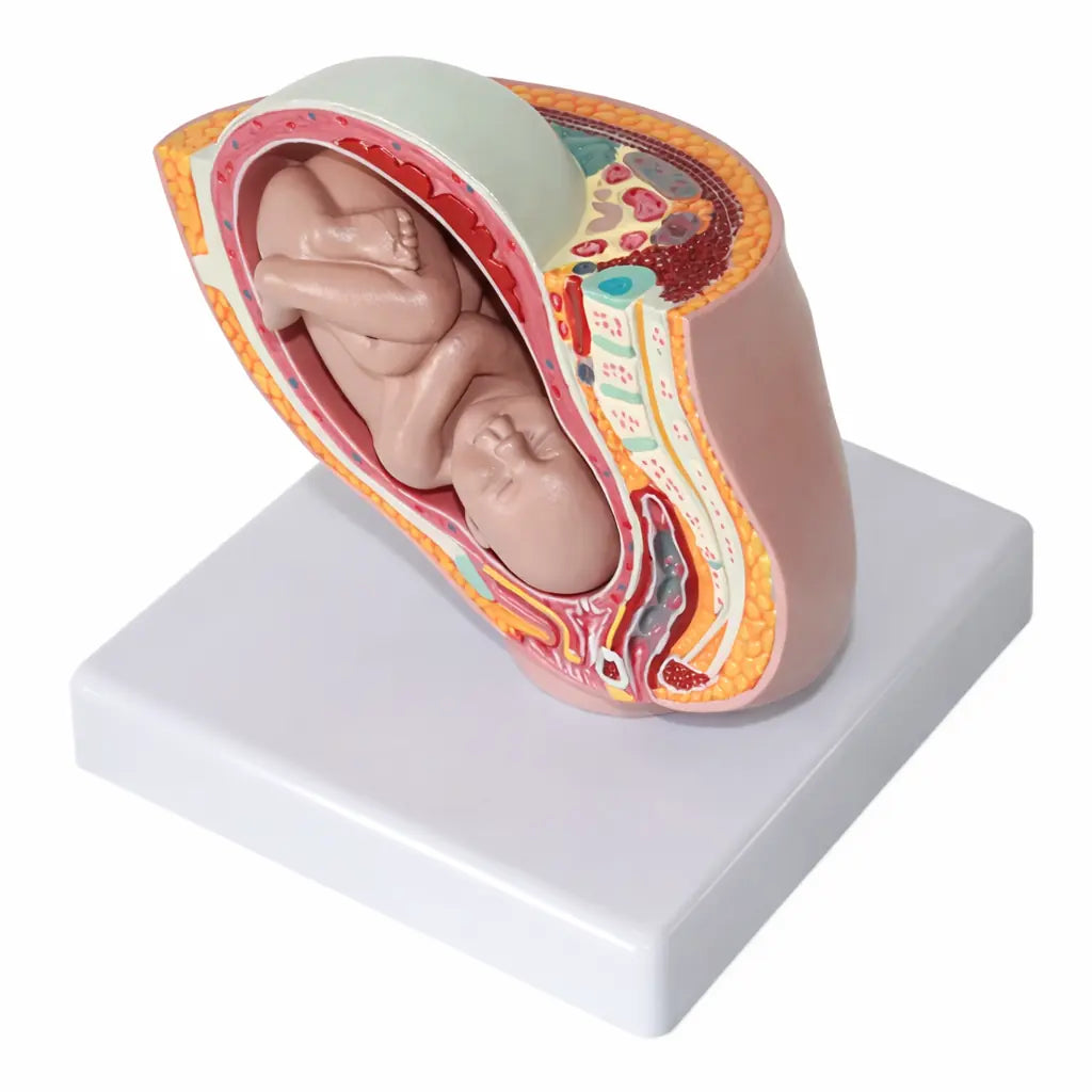 40 week pregnancy model