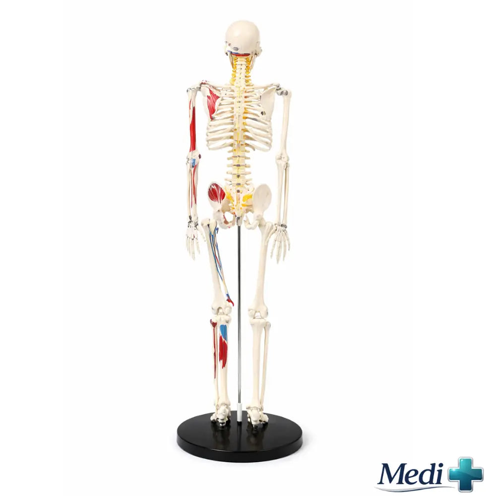 85cm half life-size anatomical skeleton