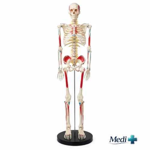 85cm tall skeleton with nerve model