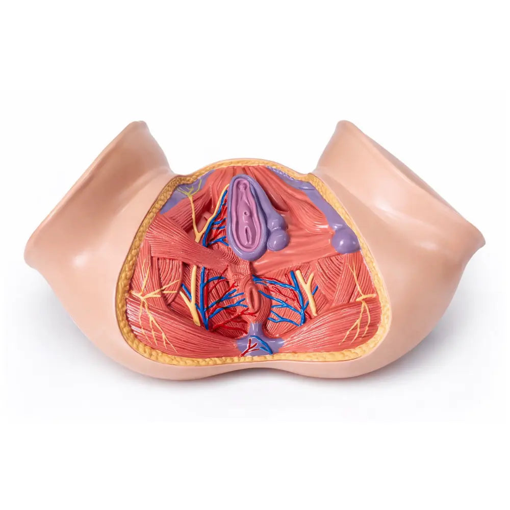 Anatomical Female Perineum Pelvic Floor Muscle & Anatomy Model