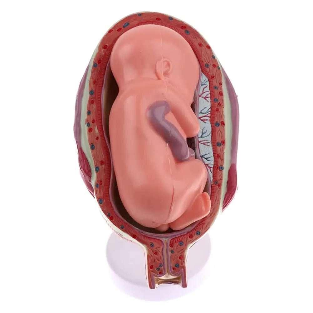 Anatomical Human Fetal Development Model
