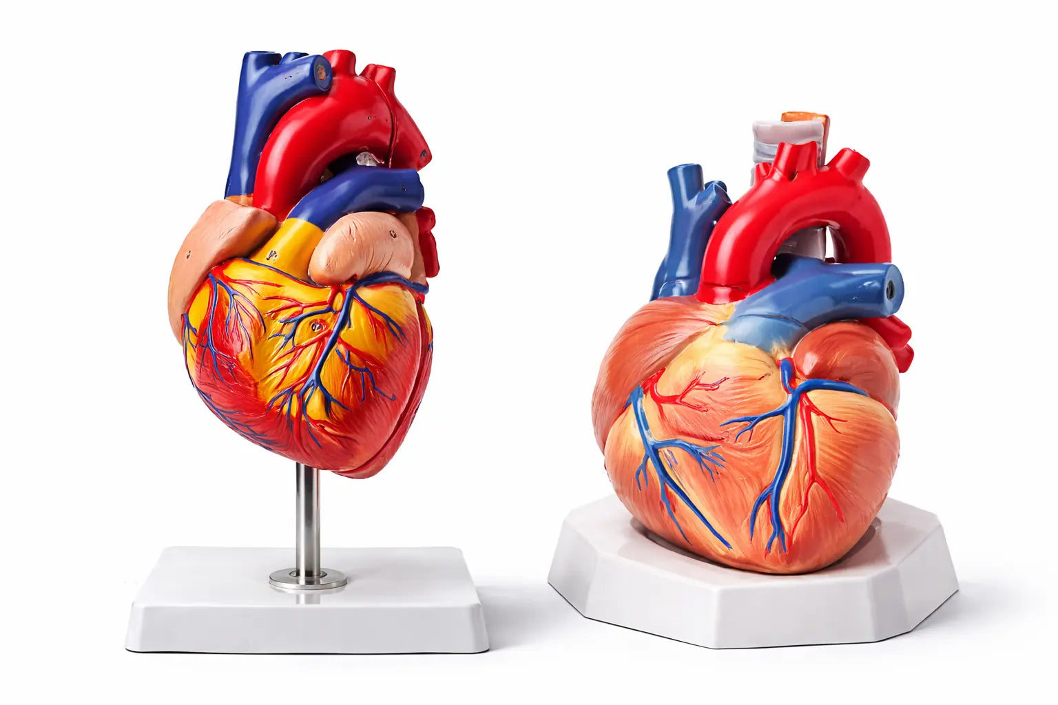 Anatomical heart model