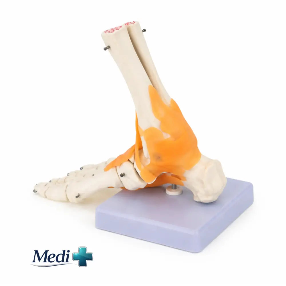 Anatomy Model: Foot & Ankle Ligament Structure