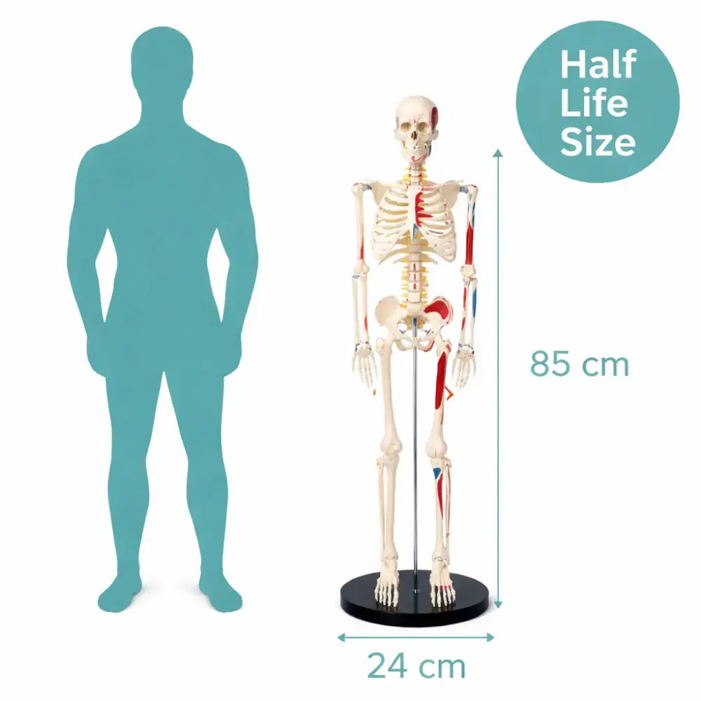 Short Inseam Skeleton Budget Half Size Skeleton Model 85cm | Muscle Markings & Intervertebral ...
