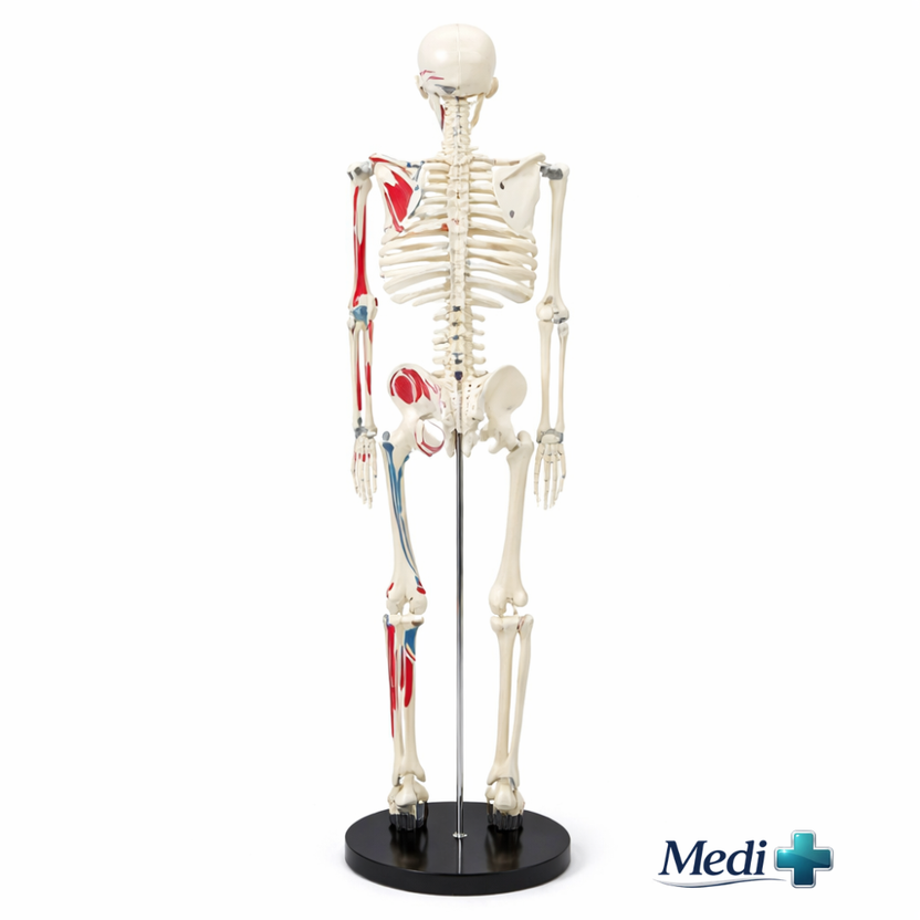 Budget Half Size Skeleton Model With Muscle Markings & Numbers | 85cm ...