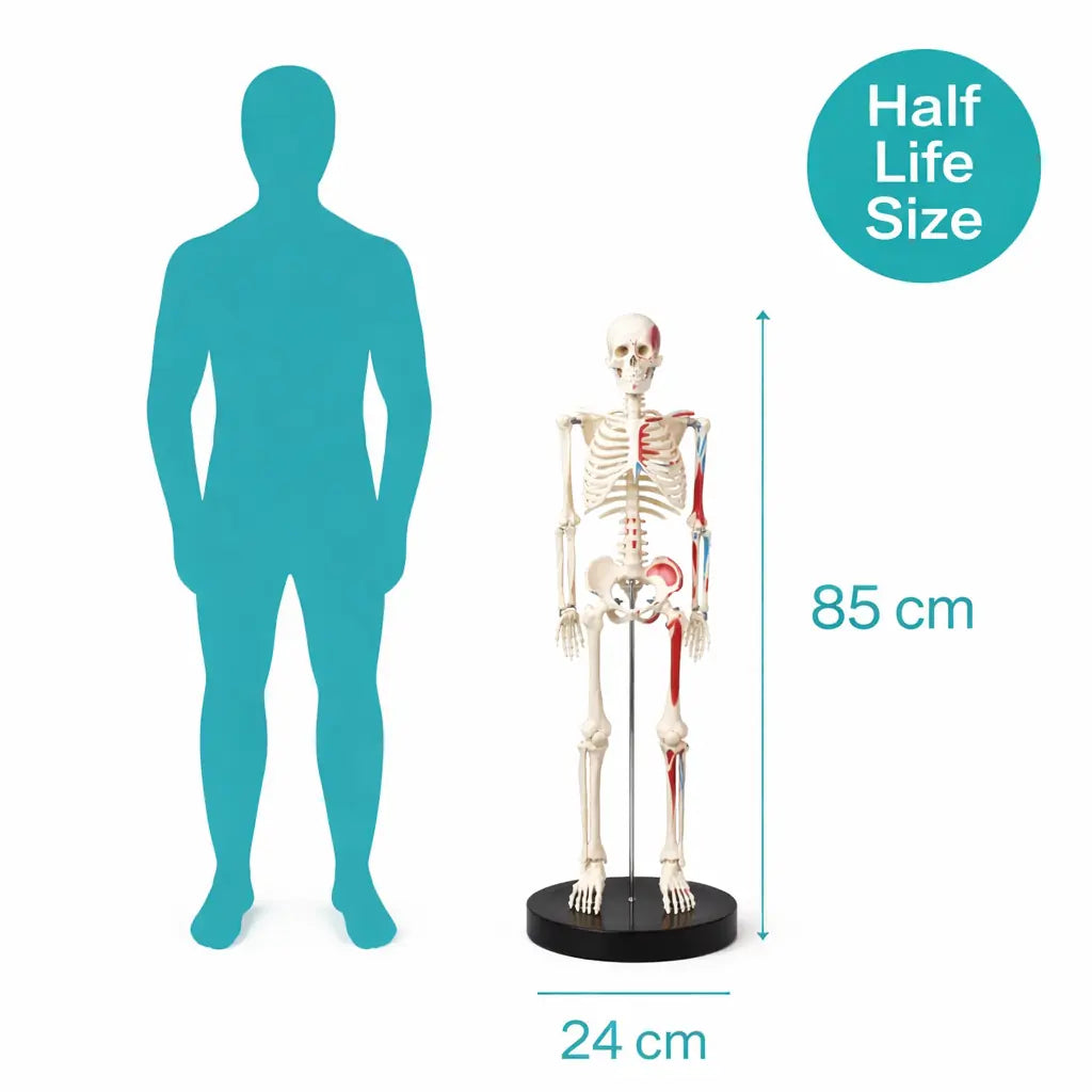 Budget Half Size Skeleton Model with Muscle Markings