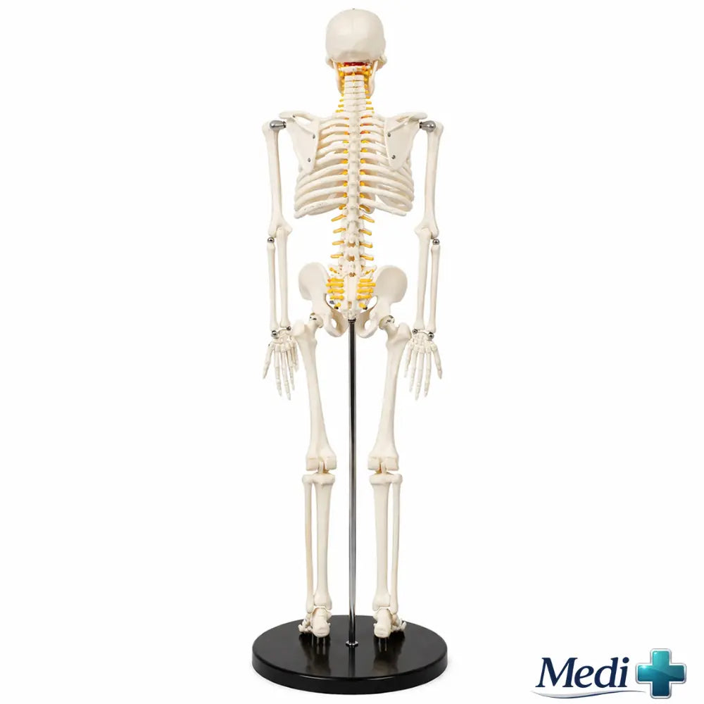 Buy skeleton model