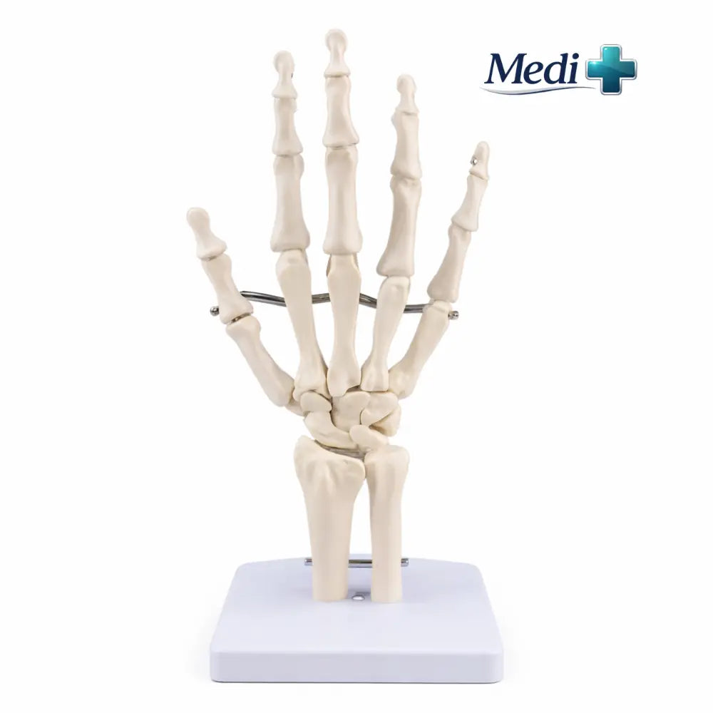 Human Hand & Wrist Joint Anatomy Model
