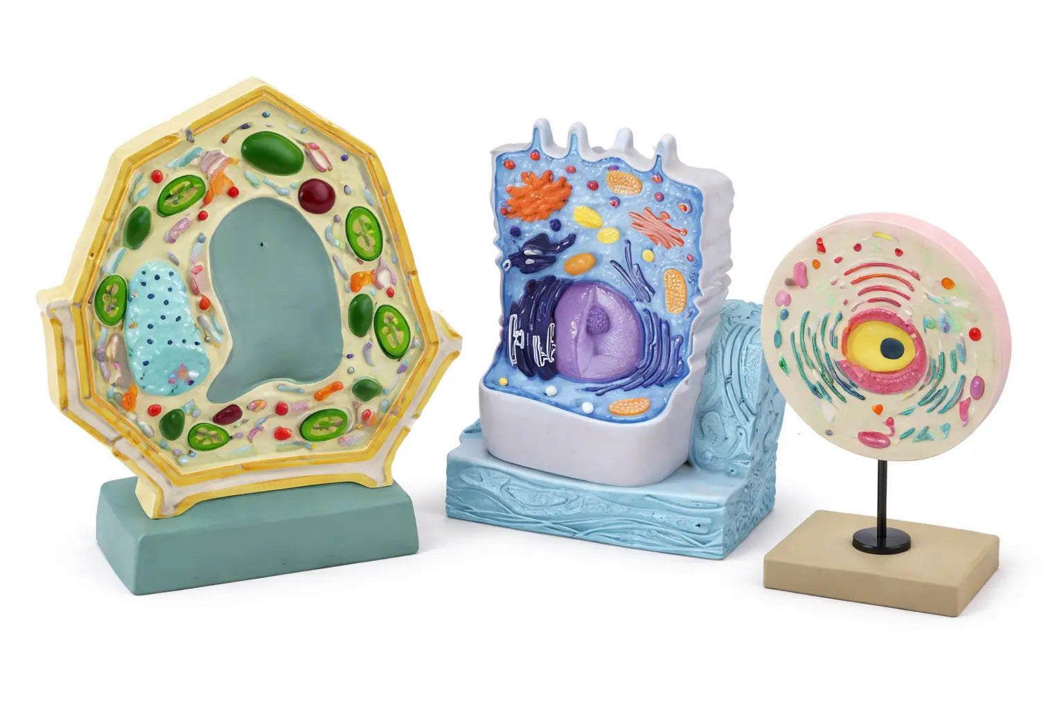 Cell Biology Models