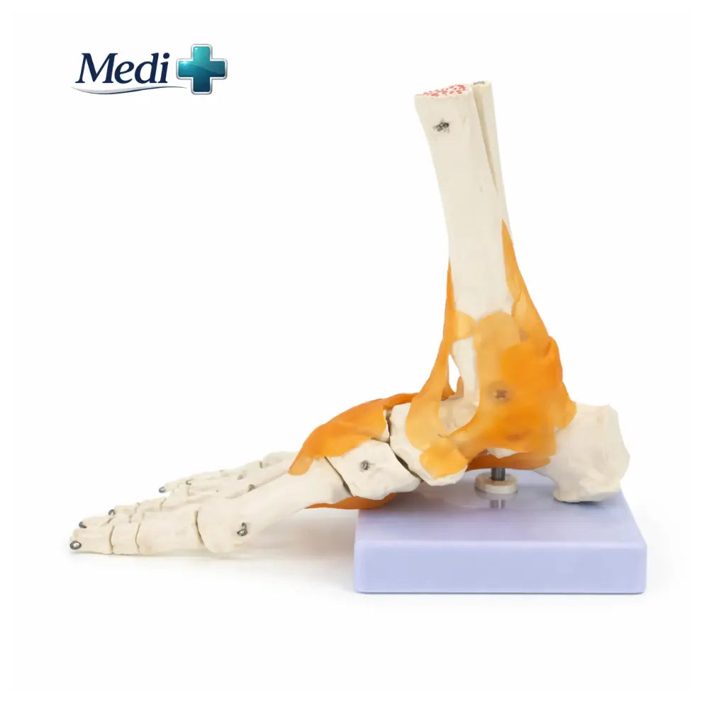 Detailed Skeletal Teaching Model for Medical Students