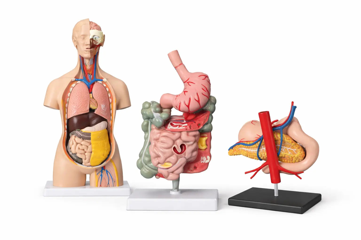 Digestive System Model