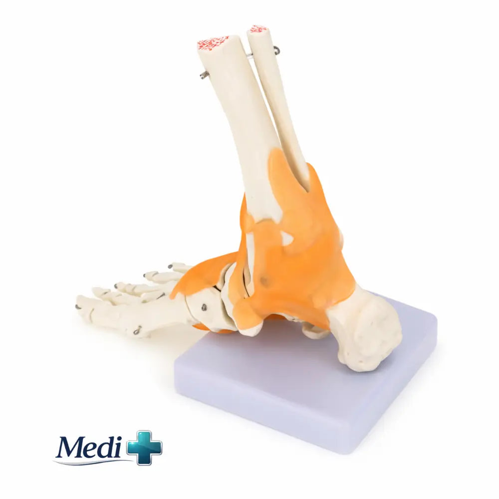 Educational Medical Skeleton Model