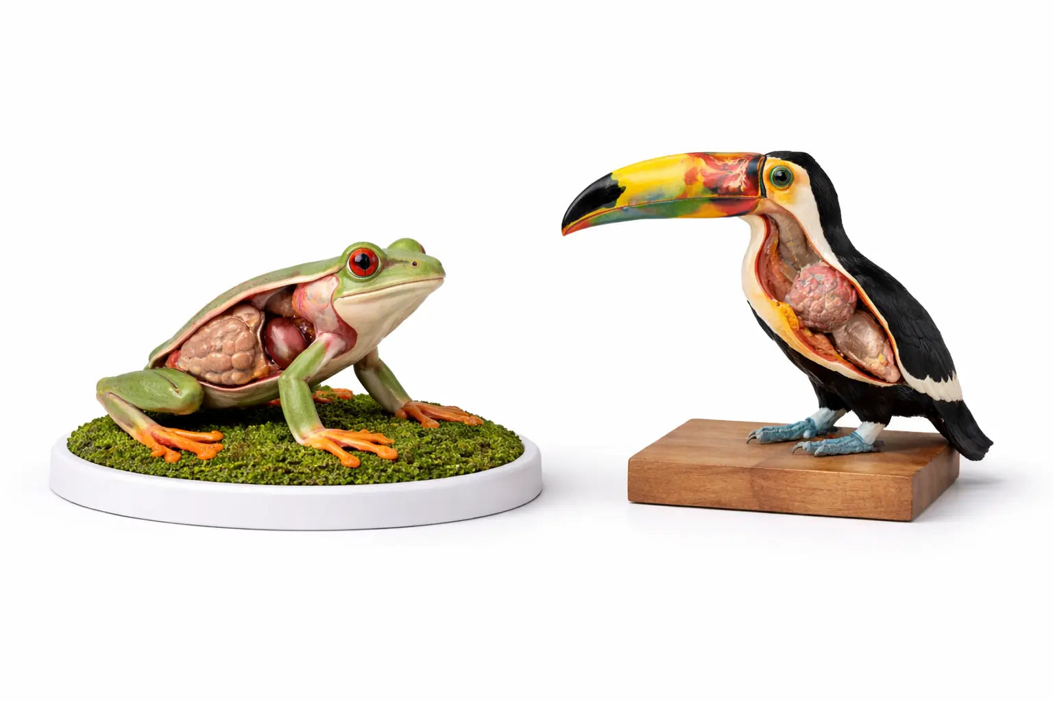 Exotic Animal Anatomy Models