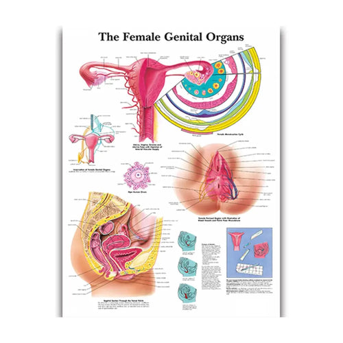 Female Genital Organs Anatomy Medical Educational Poster