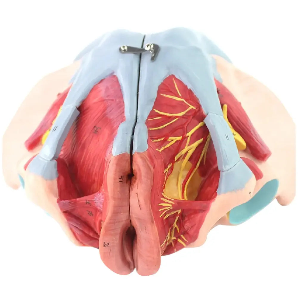Female Pelvic Muscles & Organ Anatomical Model