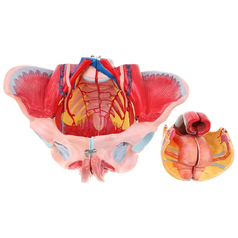 Female Pelvis Models