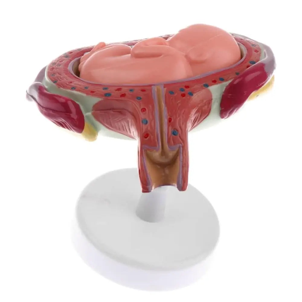 Fetal Development Model Set