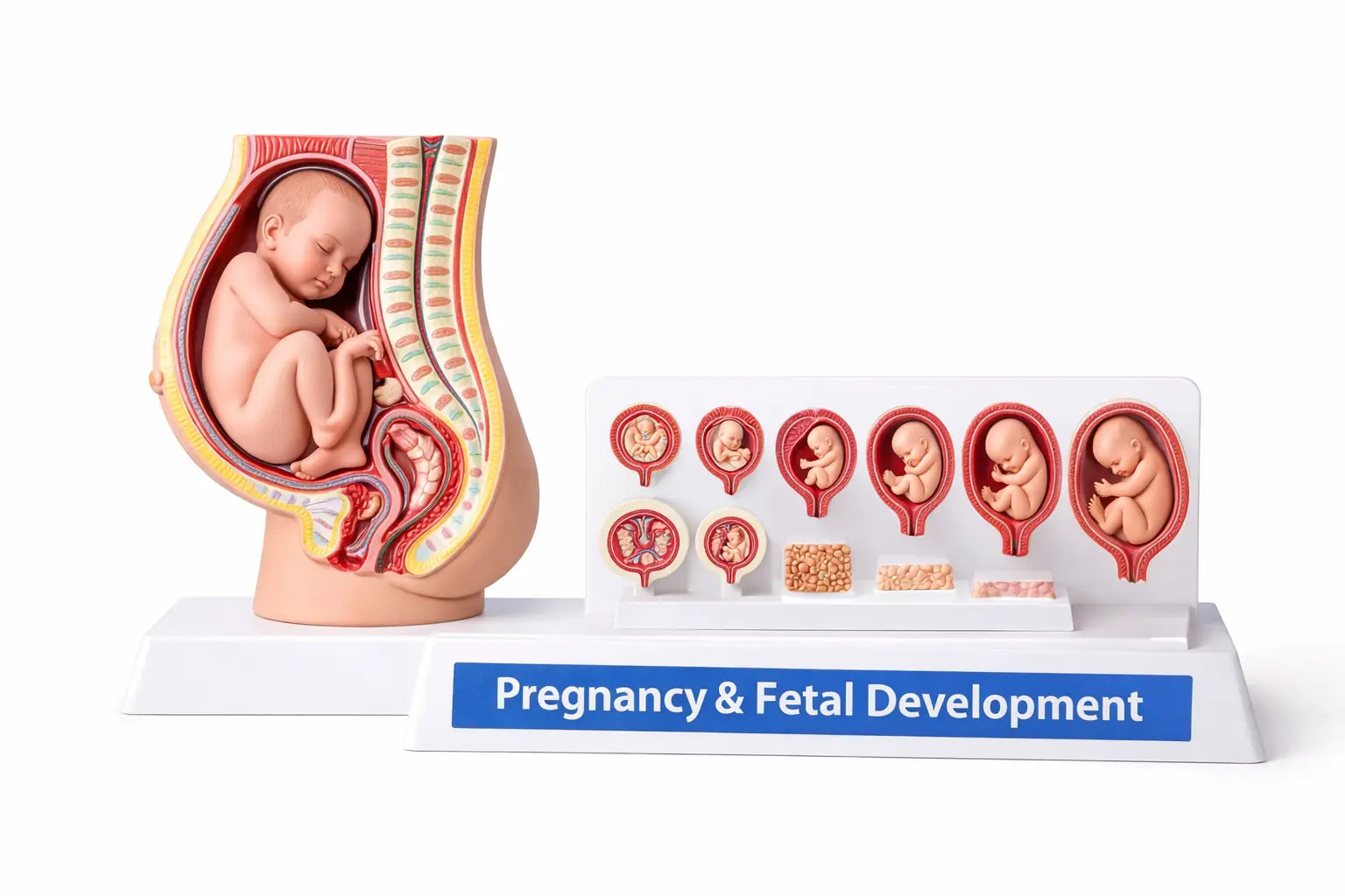 Fetal Development Models