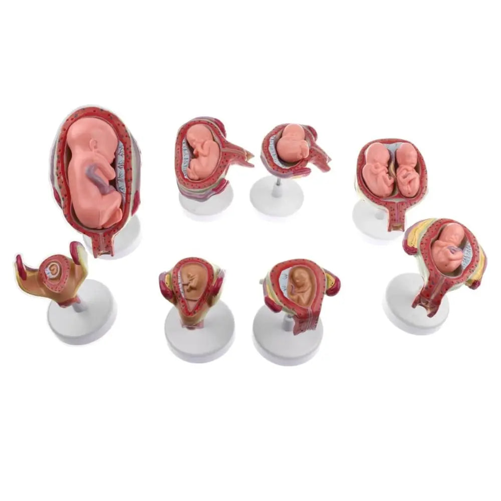 Foetal Development, 8 Models