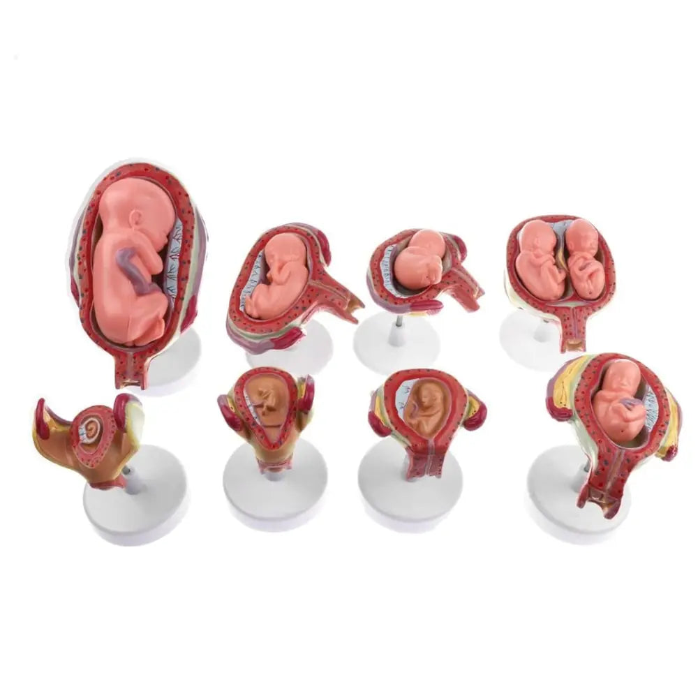 Foetal Development Model Set (8 part) Anatomy Obstetrics & Gynecology Model