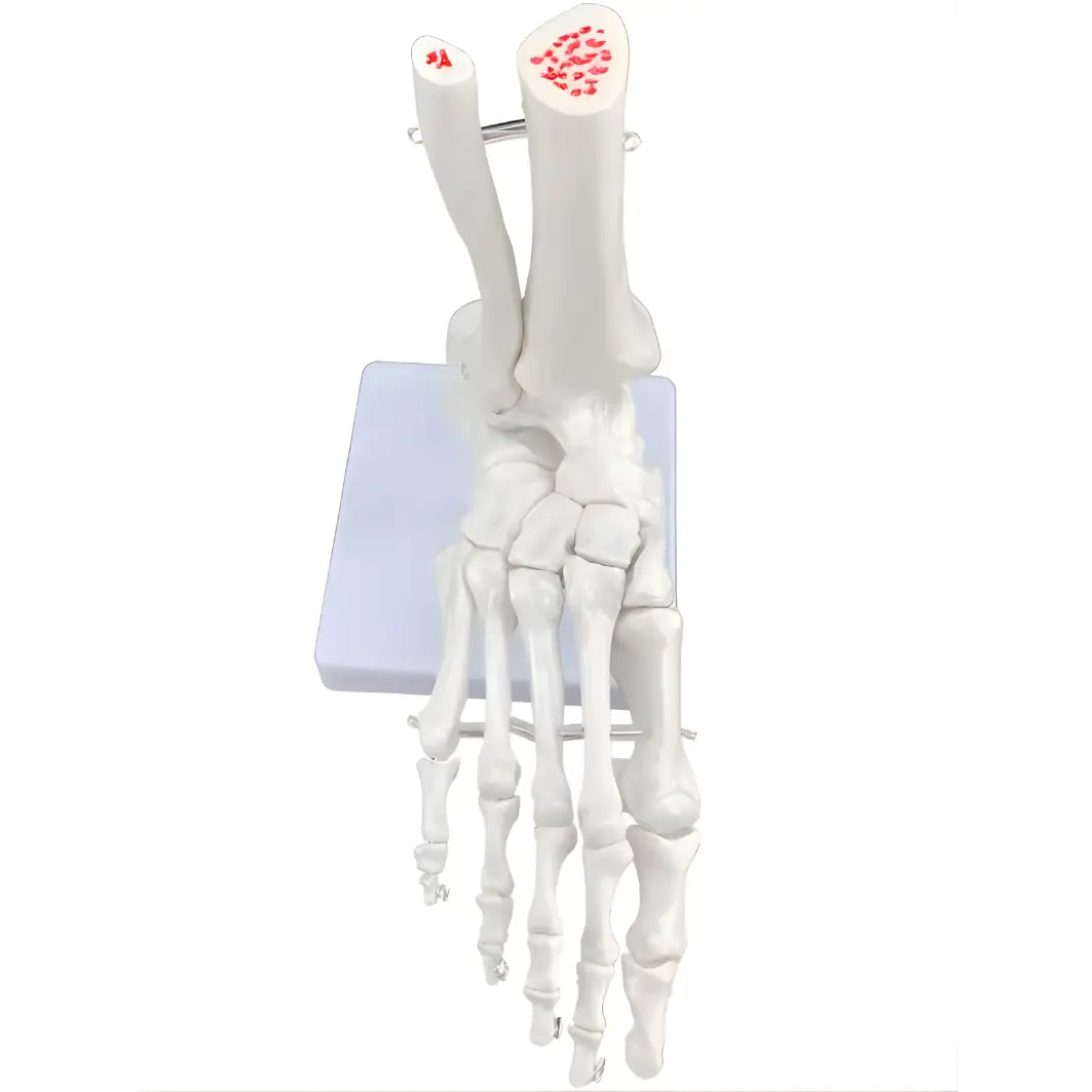 Foot and Ankle Joint Anatomy Skeleton Model