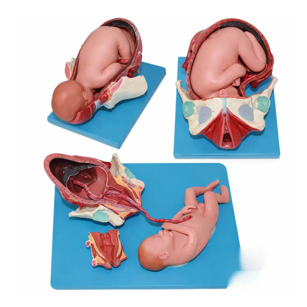 Full-term Fetal Demonstration Birth Model Set (3 Part)