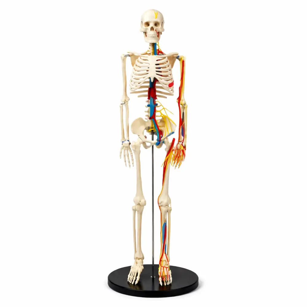 Half Size Anatomy Skeleton Model - Neurovascular 85cm