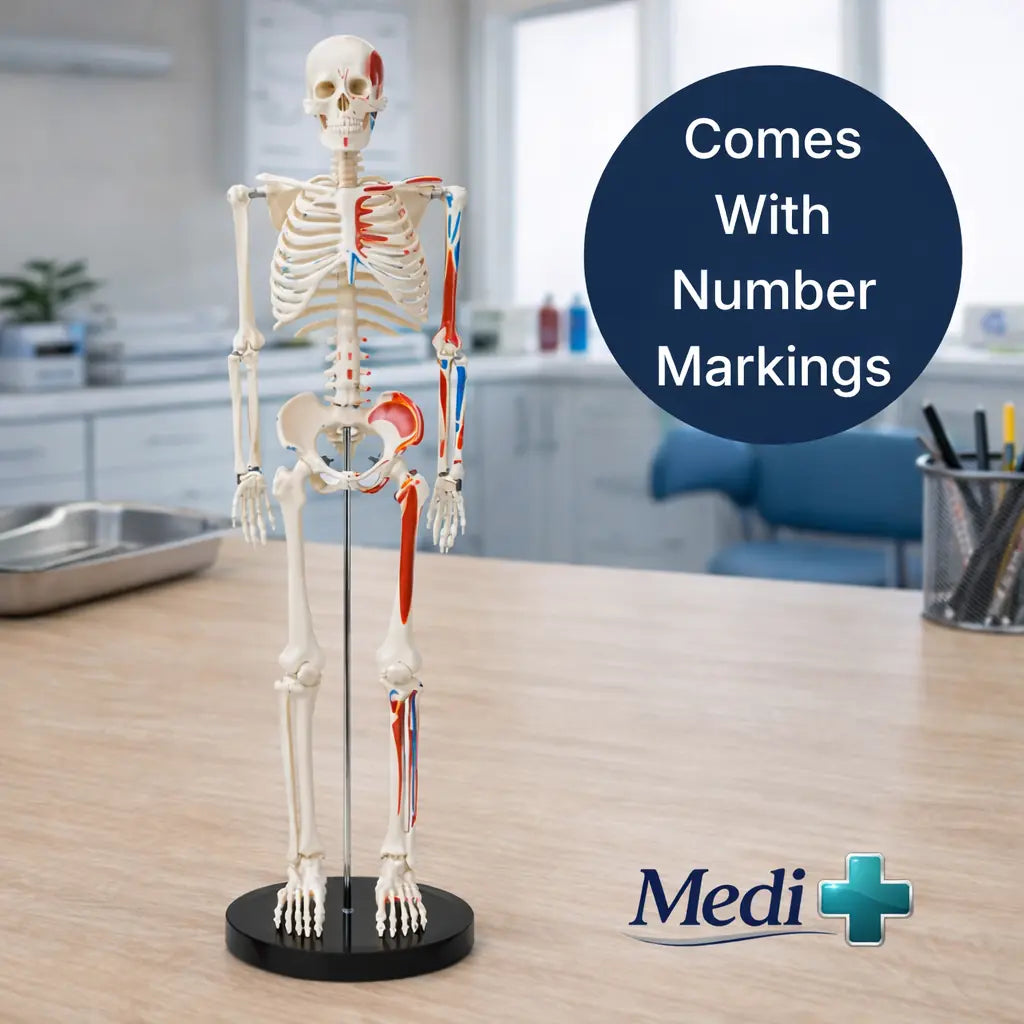 Half Size Human Skeleton Model