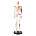 Half Size Skeleton Model