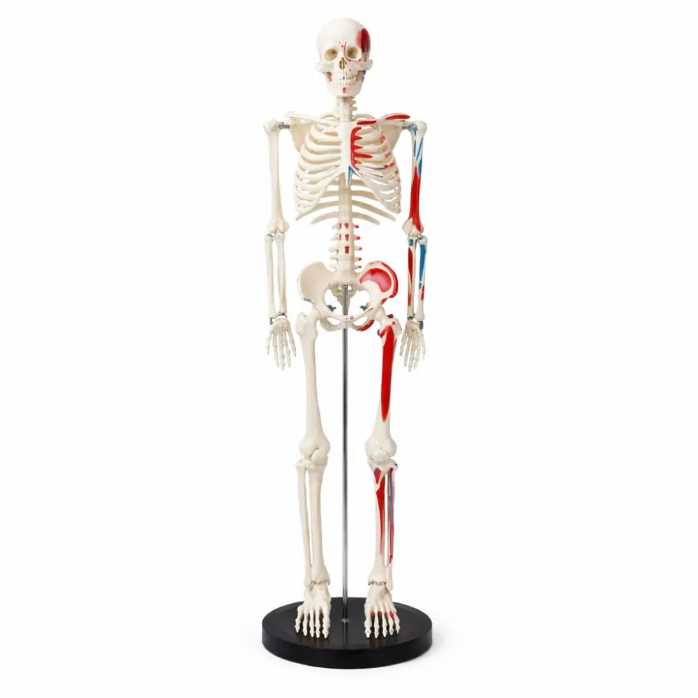 Half Size Skeleton Model