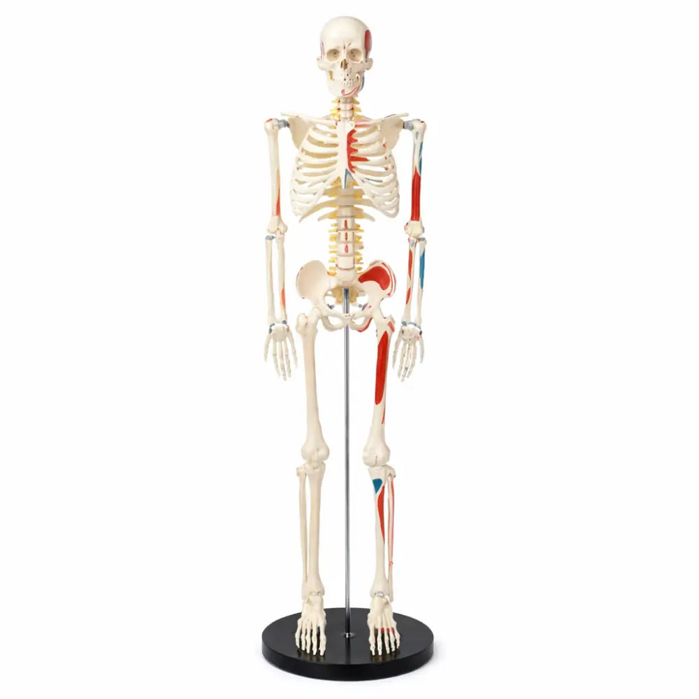 Half Size Skeleton Model - Muscle & Intervertebral Discs 85cm