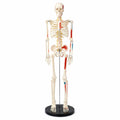 Half Size Skeleton Model - Muscle & Intervertebral Discs 85cm