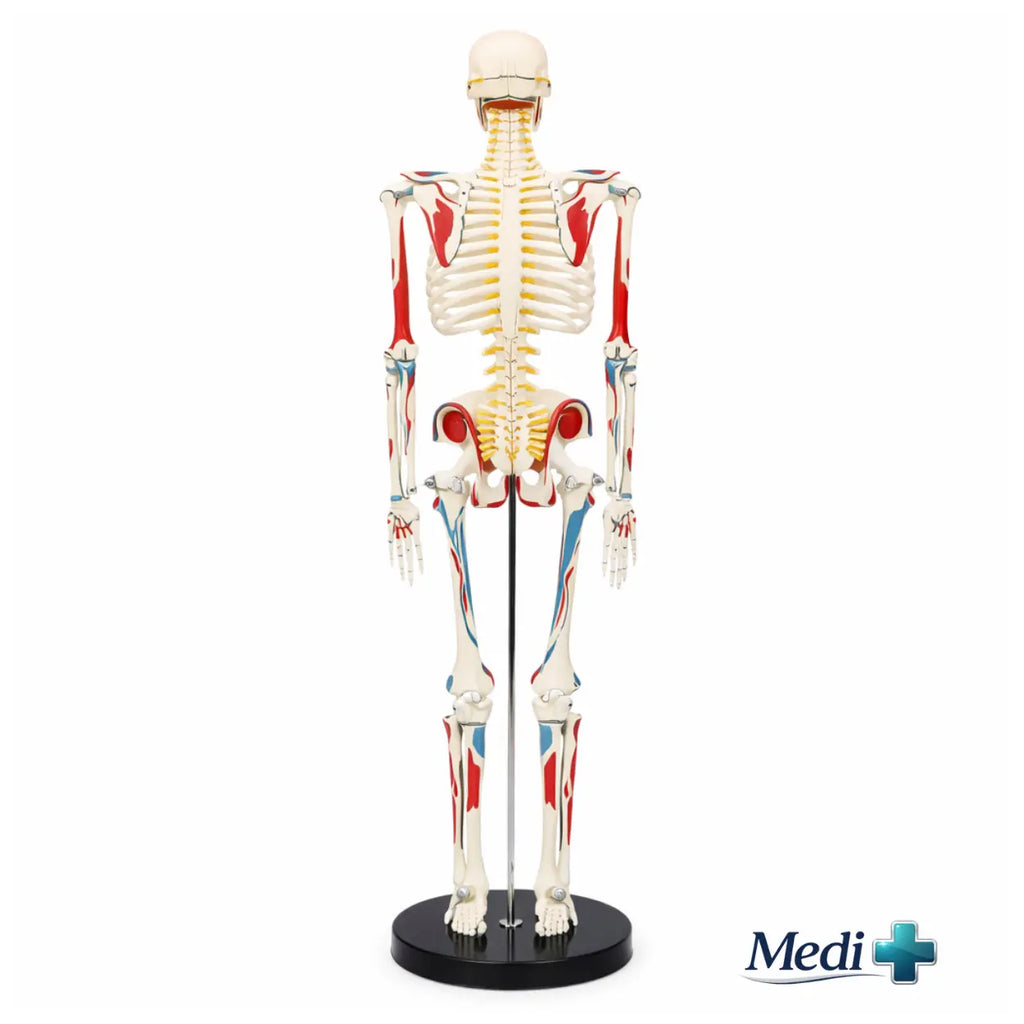 Half Size Skeleton Model For Teaching