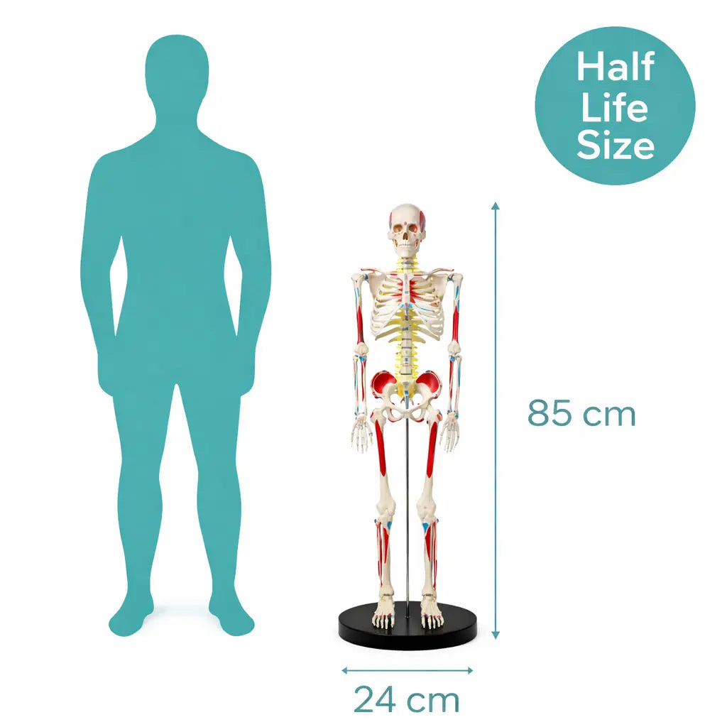 Half Size Skeleton Model