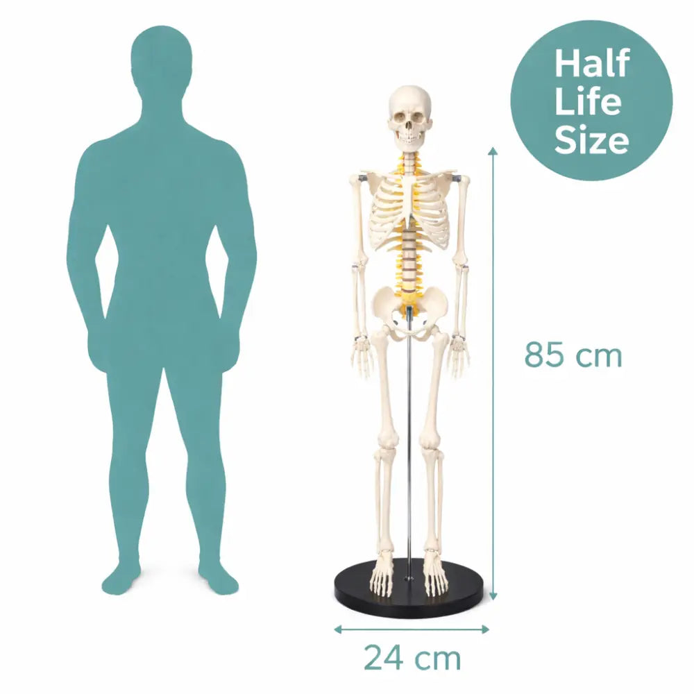 Half Size Skeleton Model with Neural Intervertebral Discs