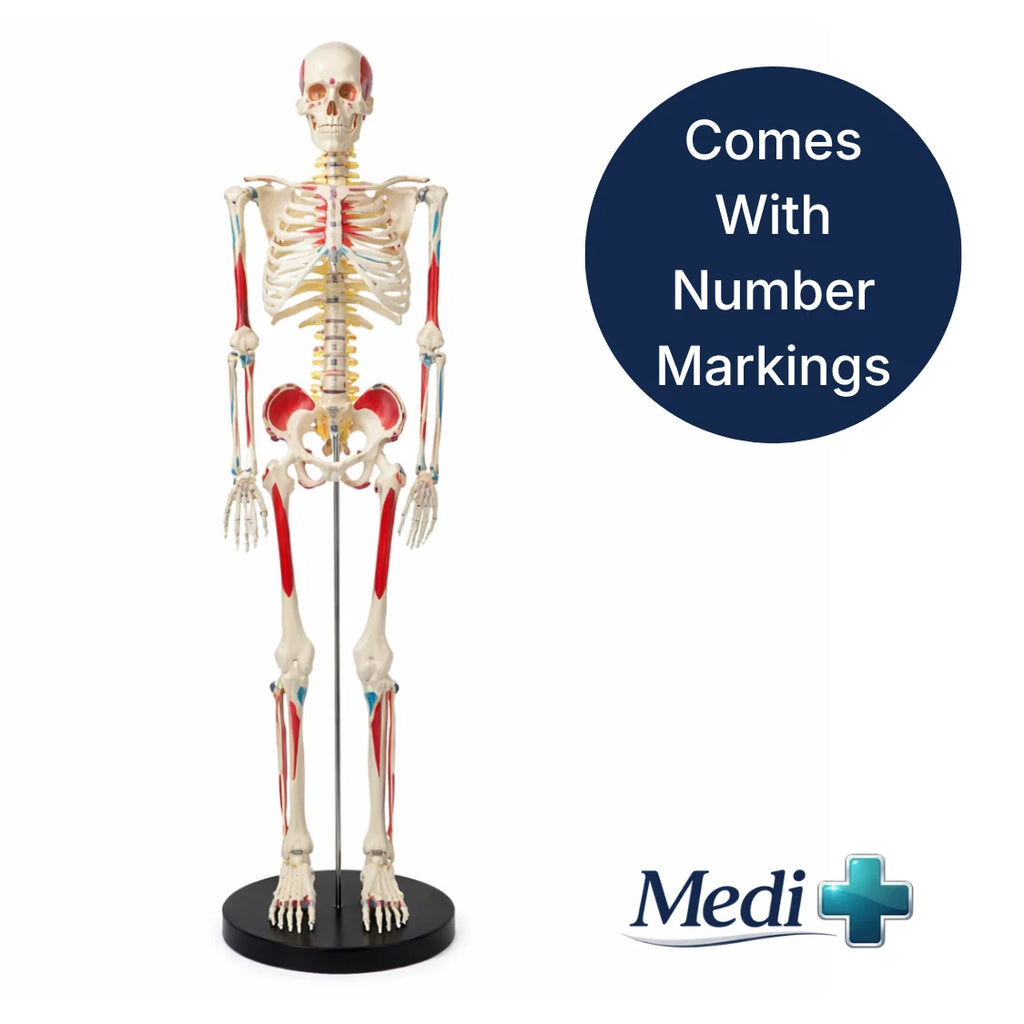 Half Size Skeleton Model with Spinal Nerves