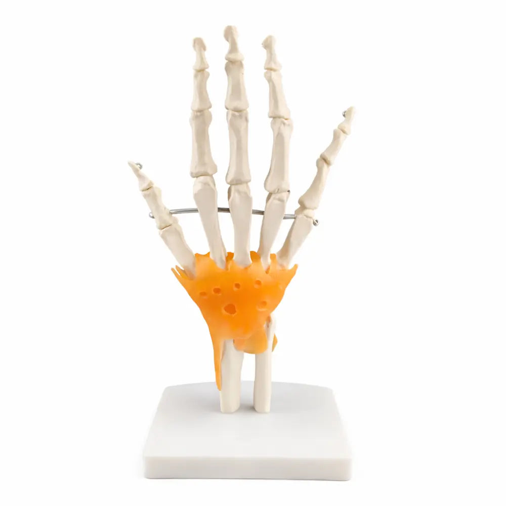 Hand And Wrist Model With Ligaments