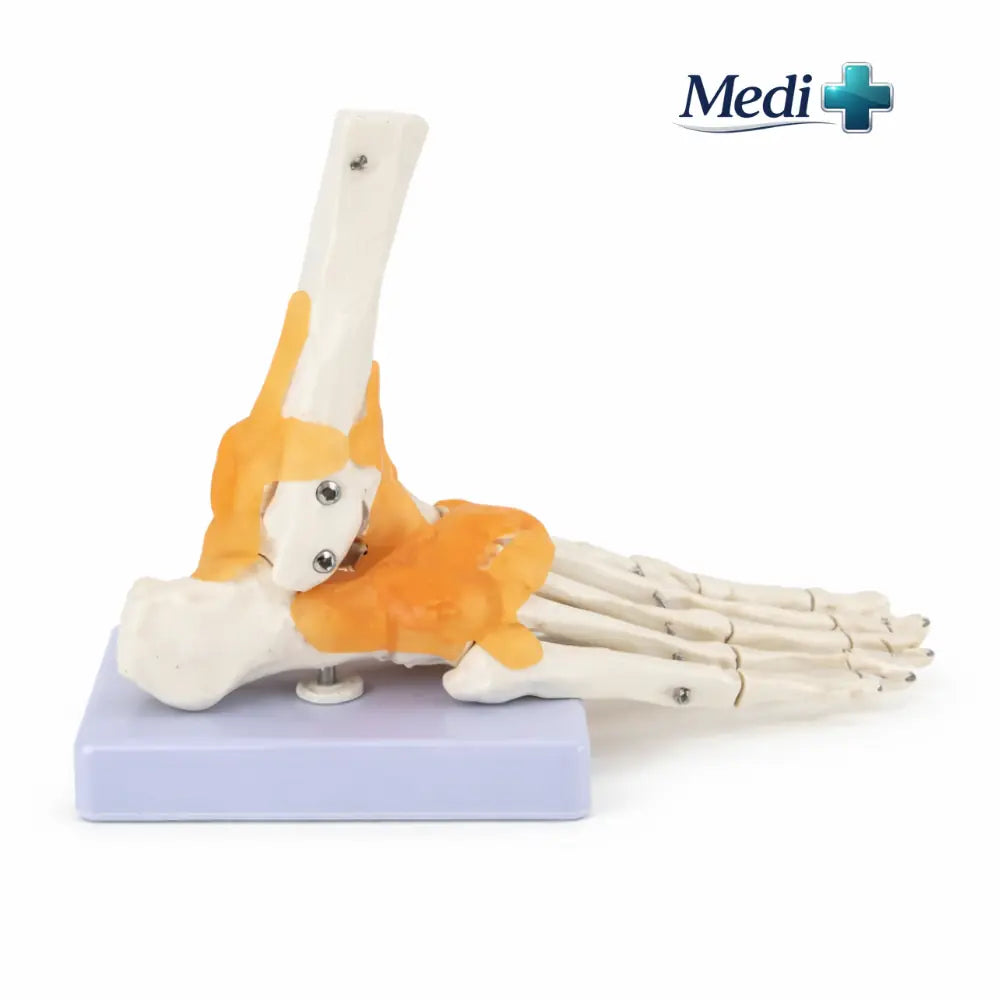 Human Foot Anatomy Model with Ligaments & Bones