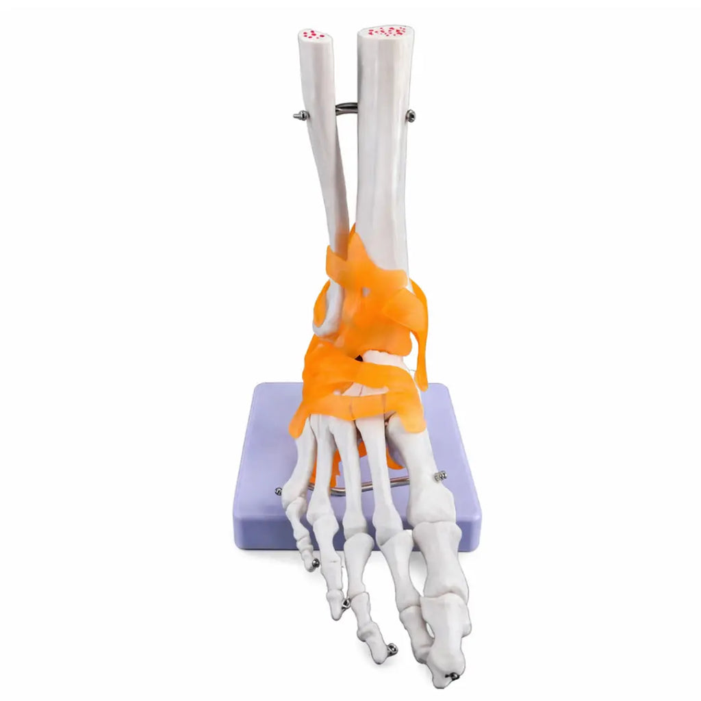 Human Foot & Ankle Model With Ligaments