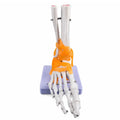Human Foot & Ankle Model With Ligaments