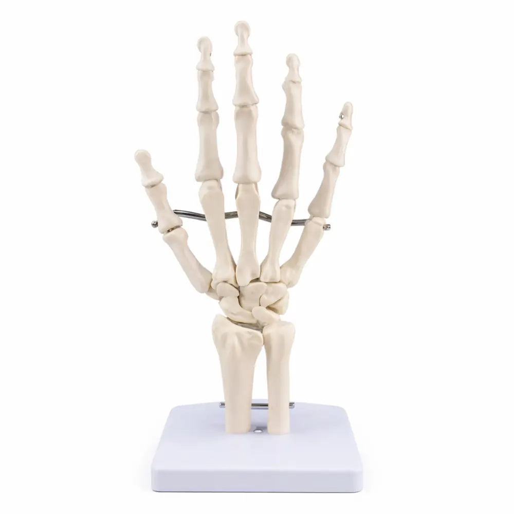 Human Hand & Wrist Joint Anatomy Model