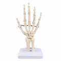 Human Hand & Wrist Joint Anatomy Model
