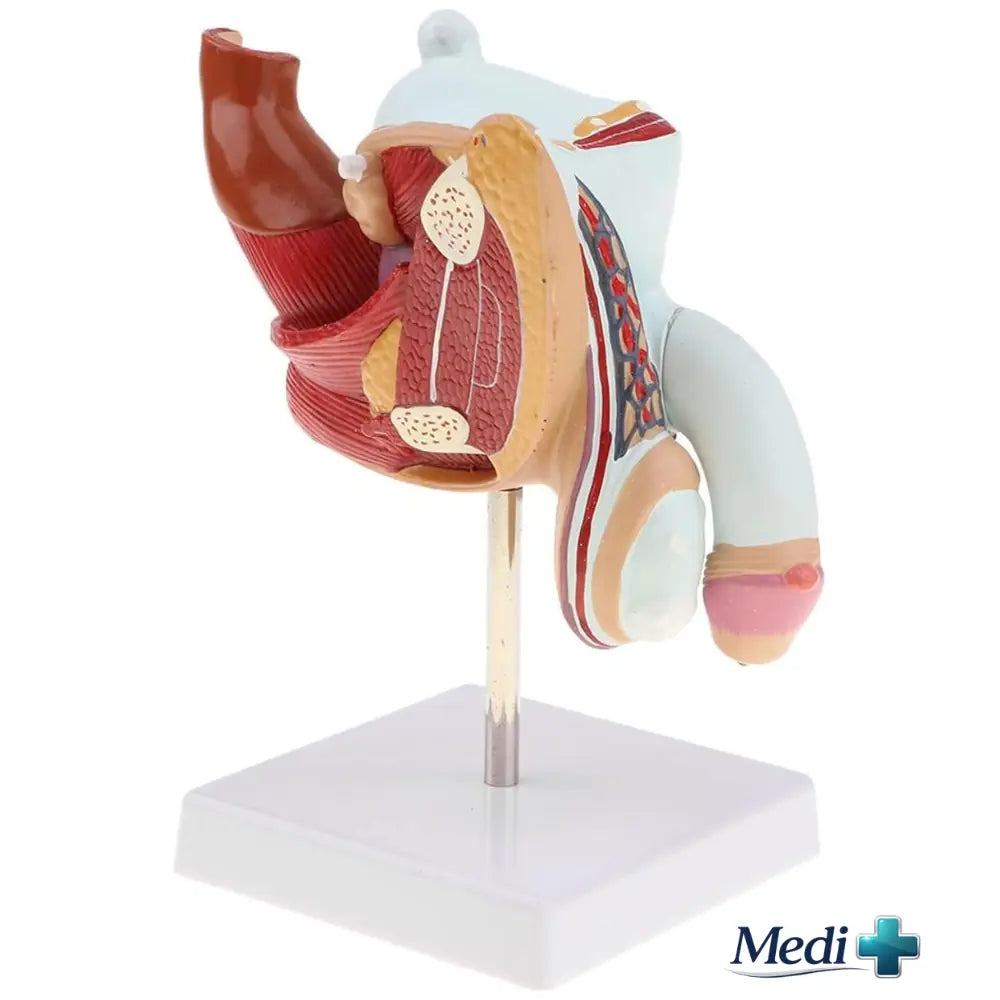 Human Male Reproduction Urinary System Model